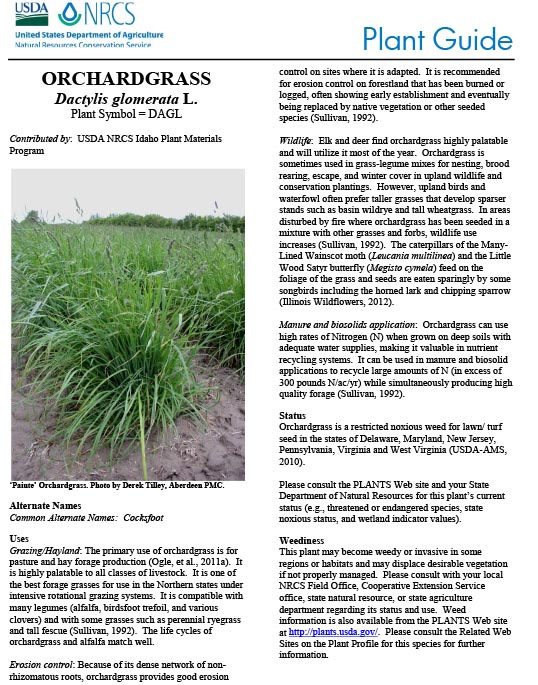 Orchardgrass (Dactylis glomerata) Plant Guide