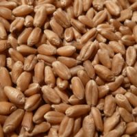 Hard Red Spring Wheat