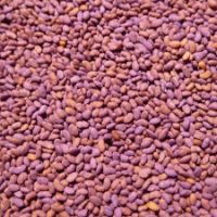Roundup Ready Alfalfa