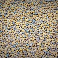 Westland Seed, Inc.main_berseem - Westland Seed, Inc.